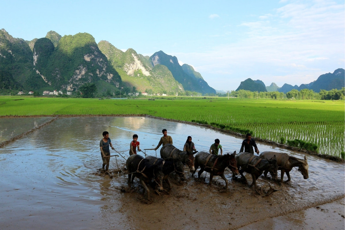 Enjoy the picturesque scenery of Cao Bang Enjoy the picturesque scenery of Cao Bang