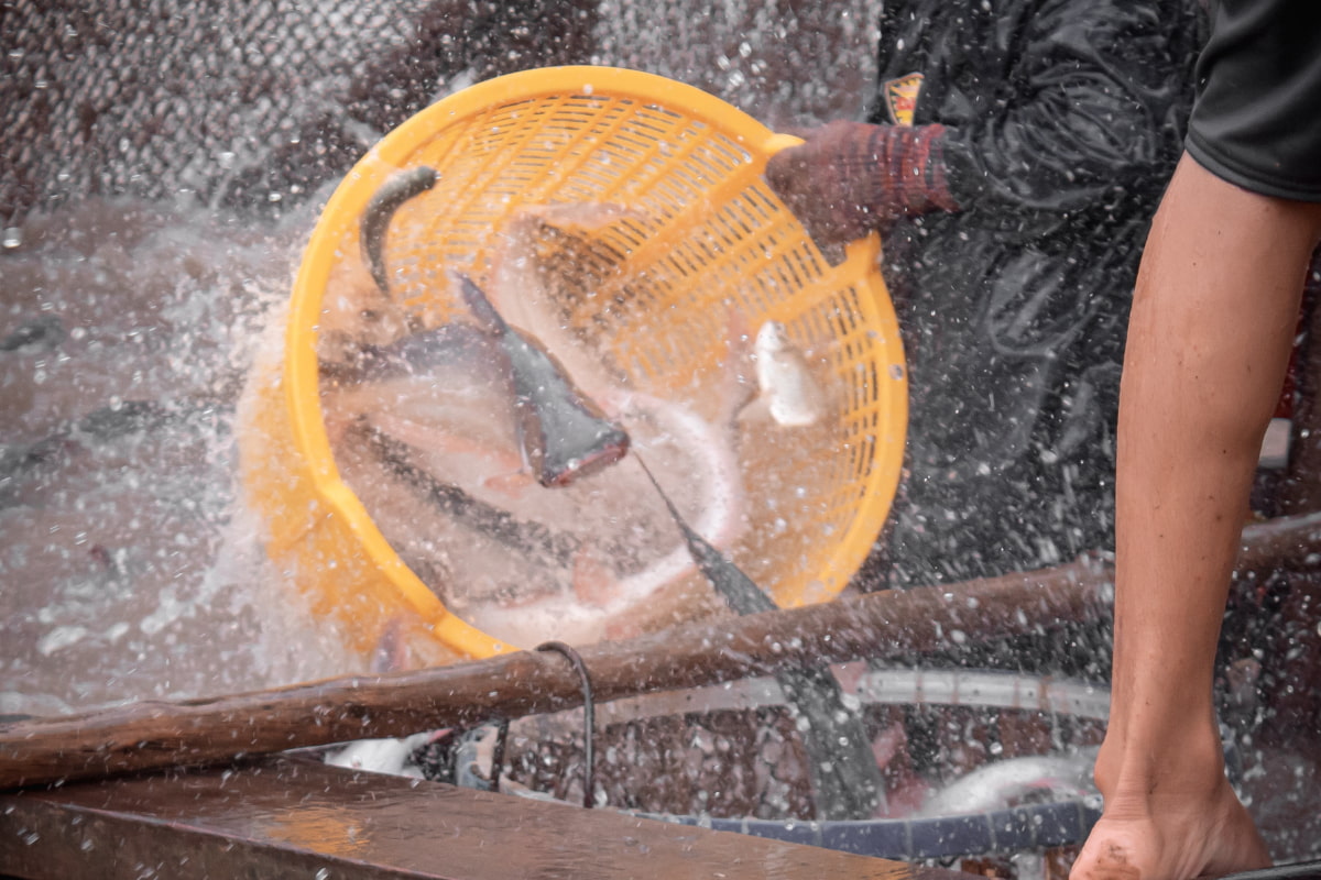 Fishing in Mekong Delta