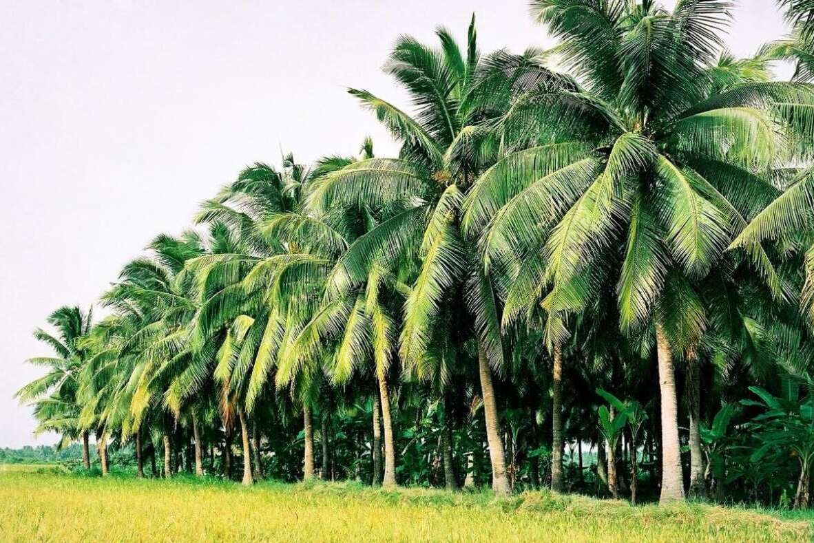 Coconut garden in Mekong delta