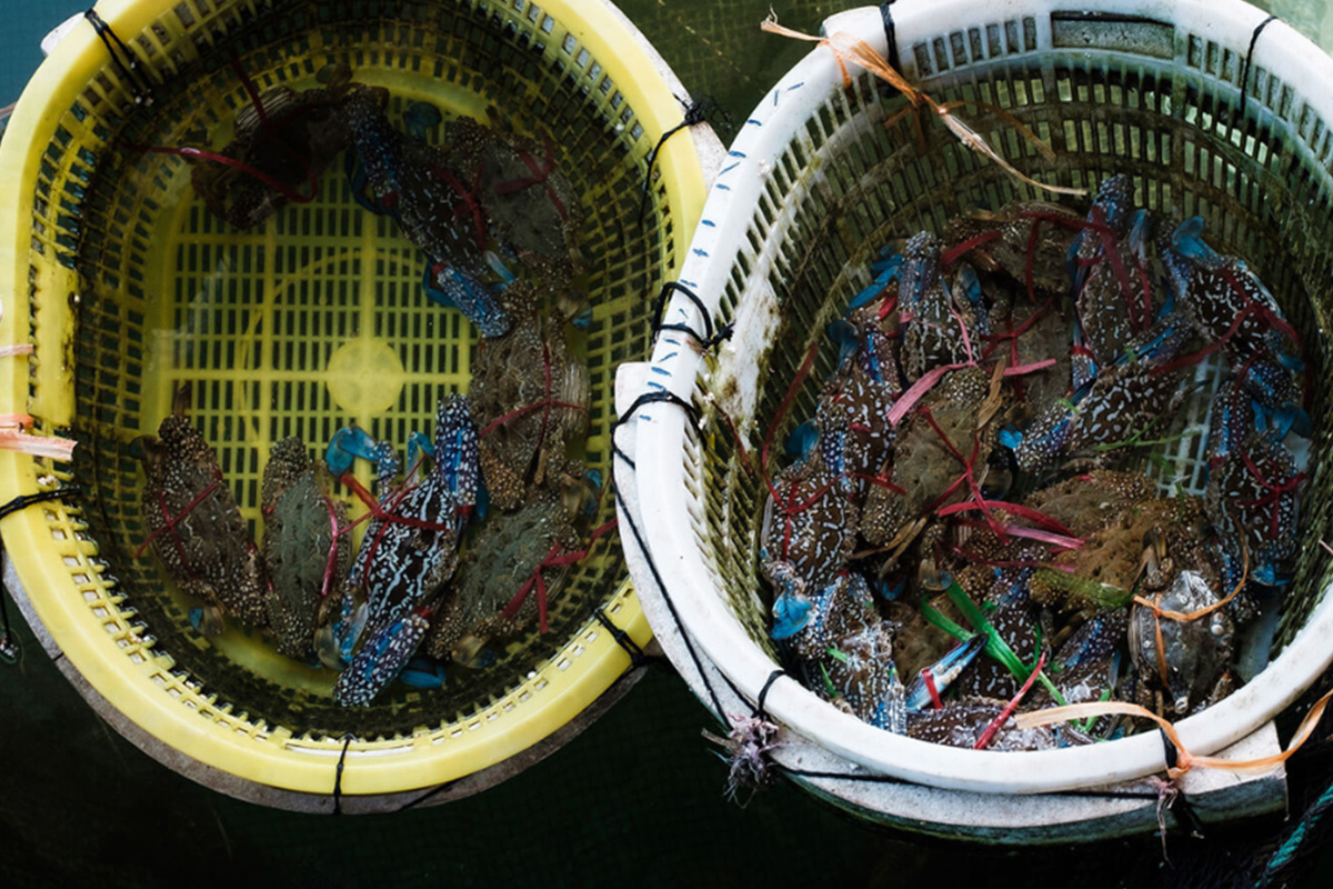 Fishing at Cat Ba, Vietnam
