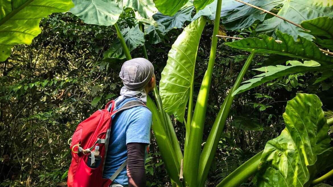 Trekking in a jungle in Lam Thuong, Luc Yen, Yen Bai