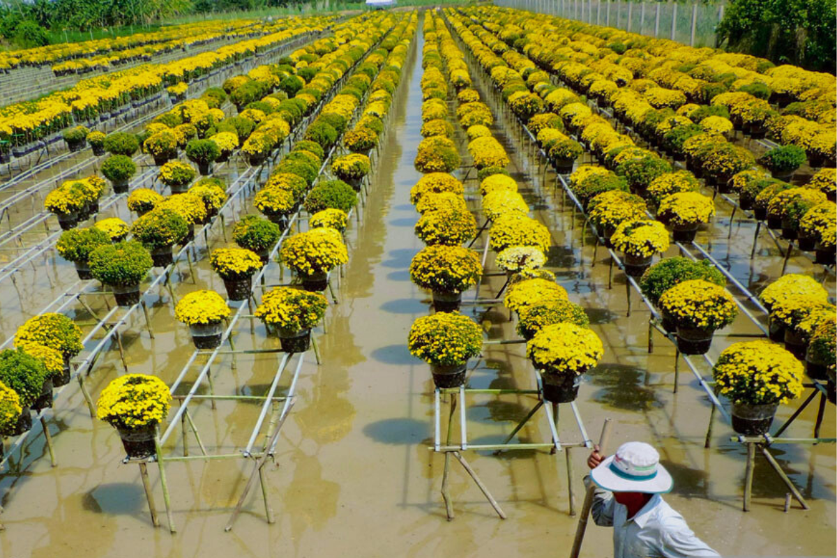 Sa Dec Ornamental Flower Village