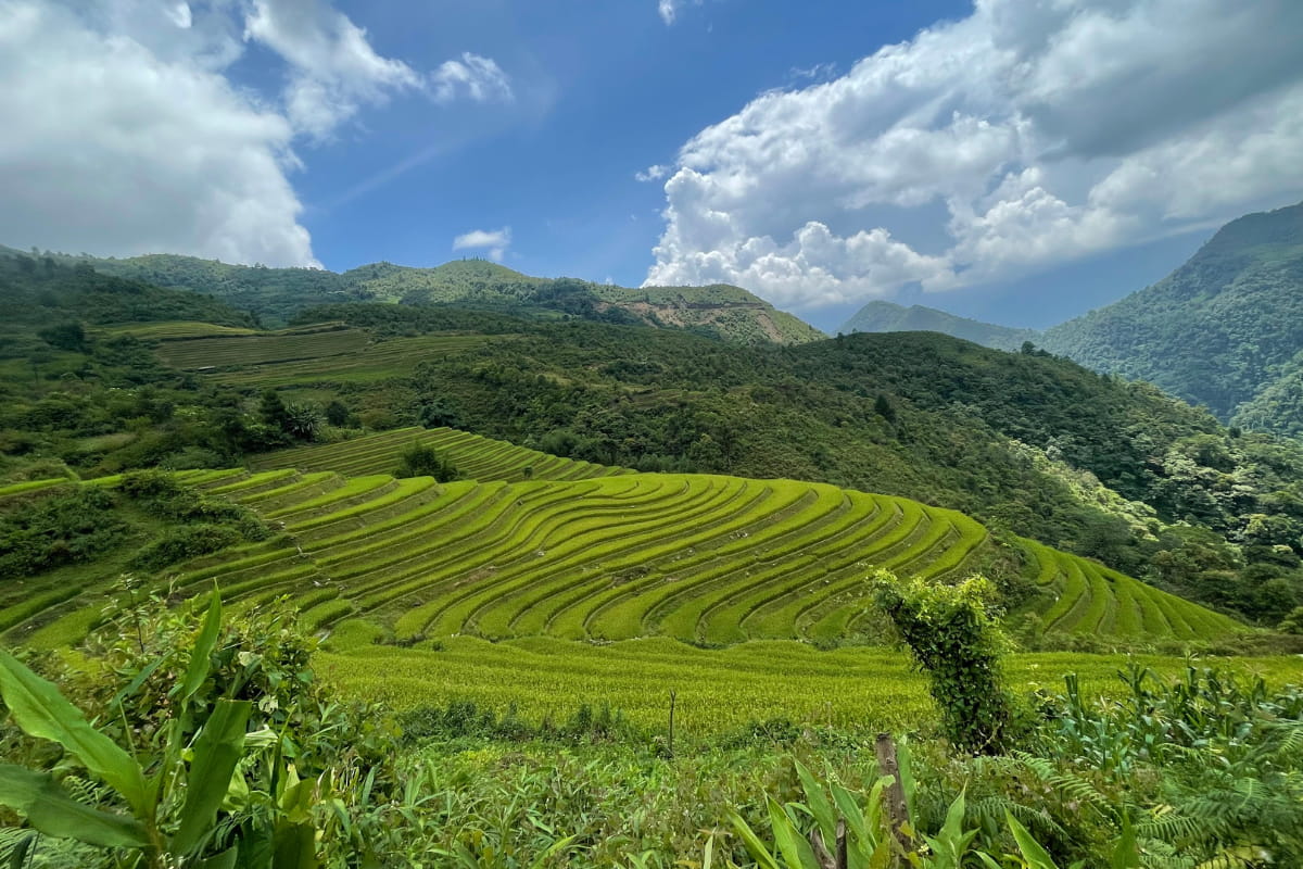 Green-lush-rice-terasses-mu-cang-chai-dct