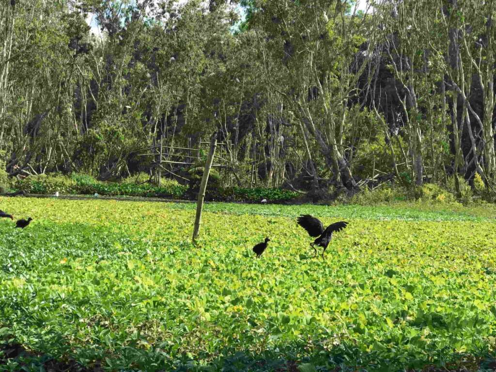 Tram Chim National Park