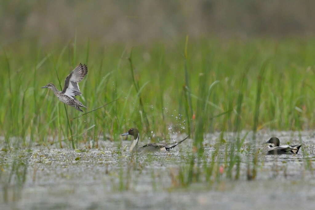 Animal in Van Long Nature Reserve, Ninh Binh