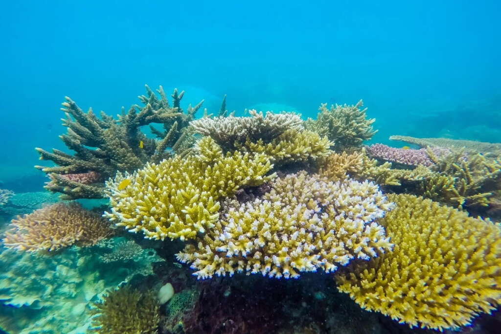 Colorful coral reef ecosystem in Con Dao