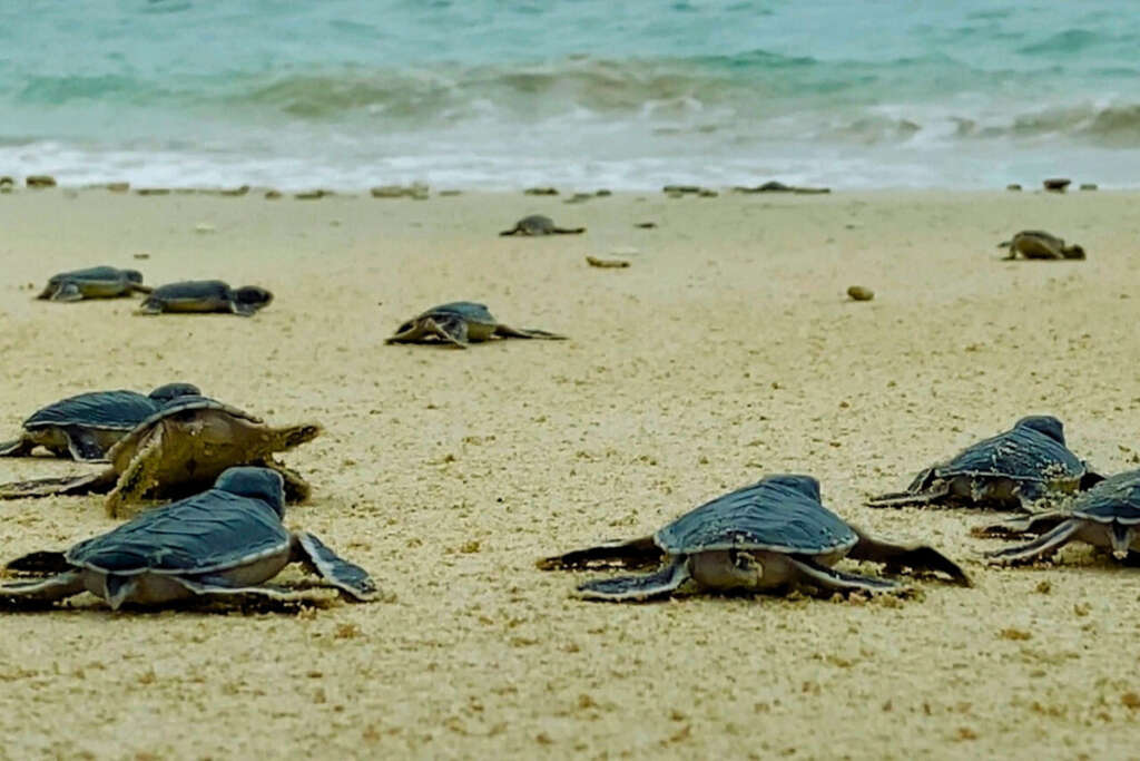 Turtle sanctuary in Con Dao