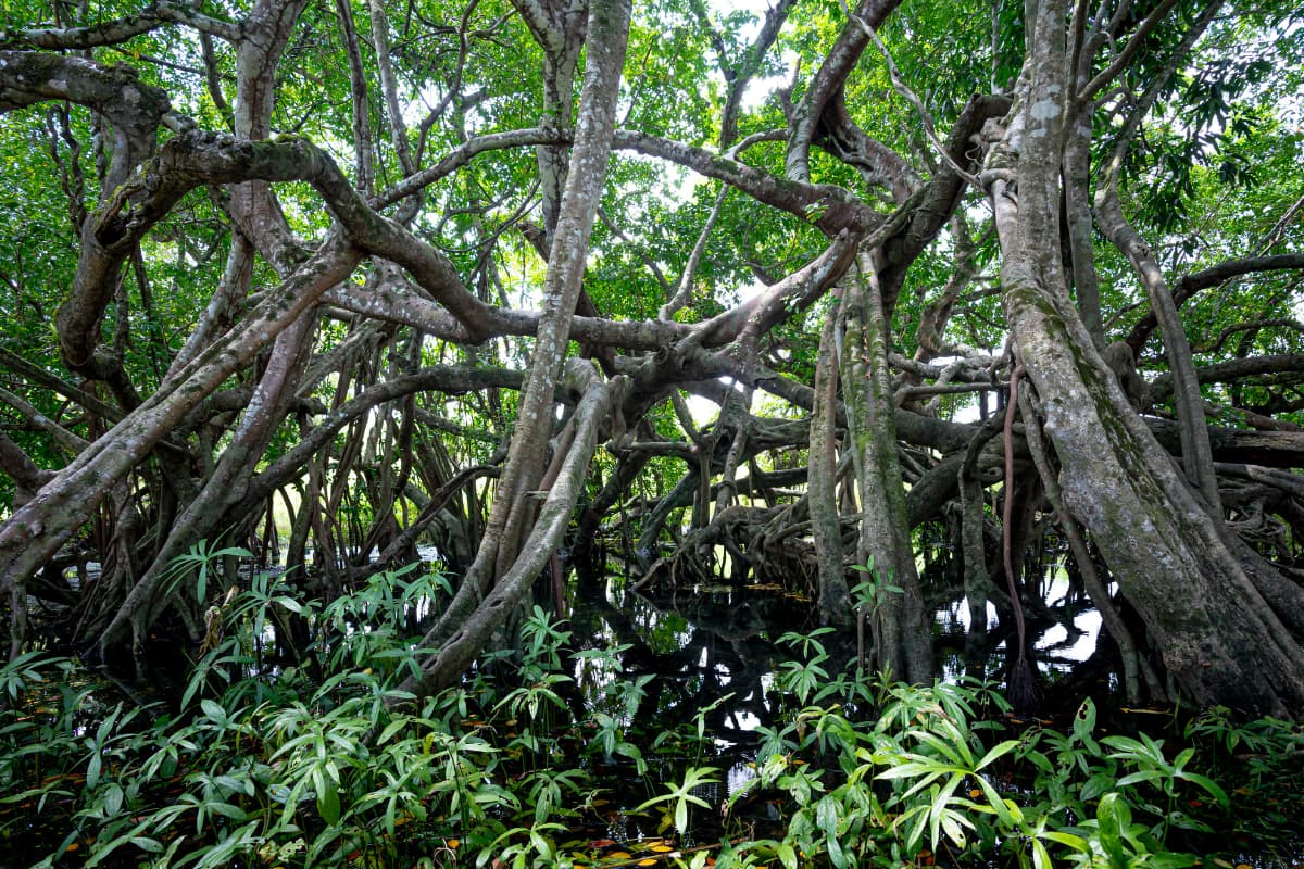 Nam Cat Tien - Adventure trails into the wildlife