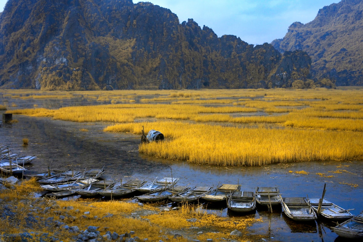 Van Long – Ninh Binh in harvest season Van Long - Ninh Binh in harvest season