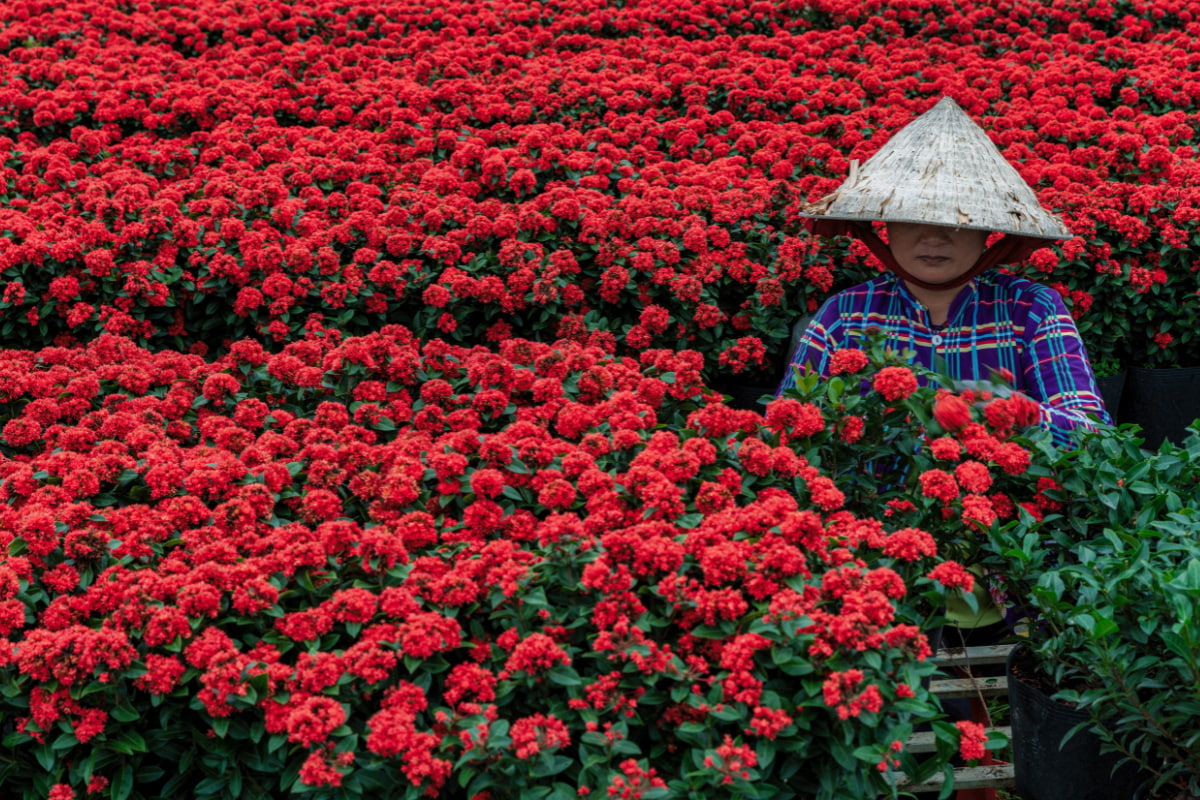 Sa Dec flower village - Mekong Delta