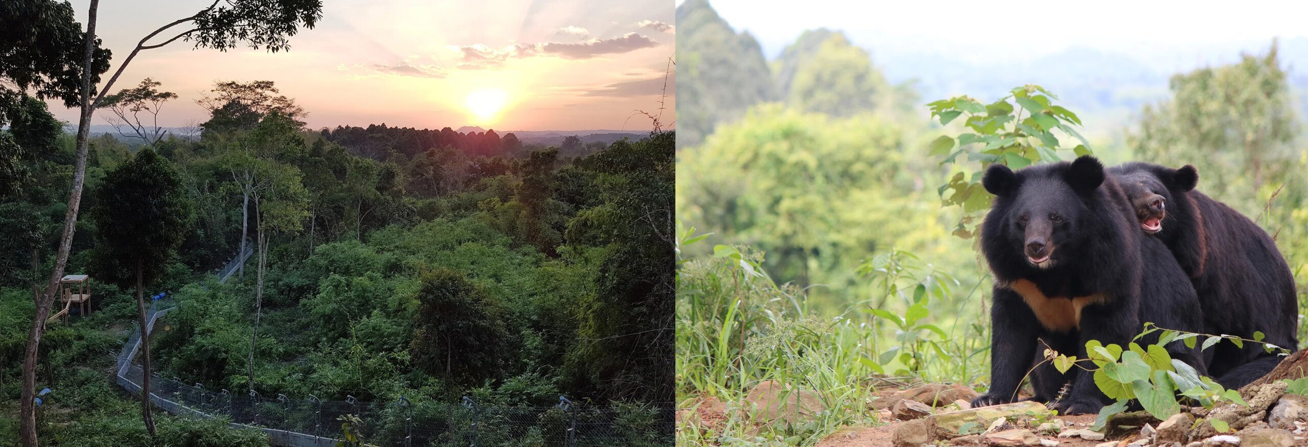 Vietnam Bear Sanctuary in Cat Tien