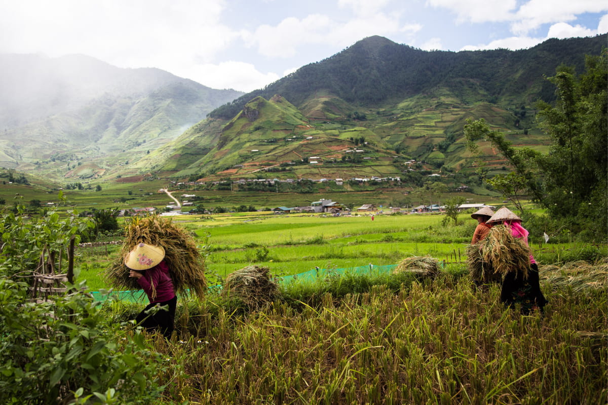 Mù Cang Chải (33) Vietnam Rice Harvesting Season