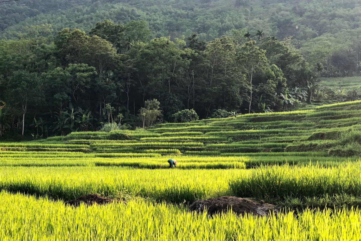 Rice Terraces in Pu Luong Nature Reserve