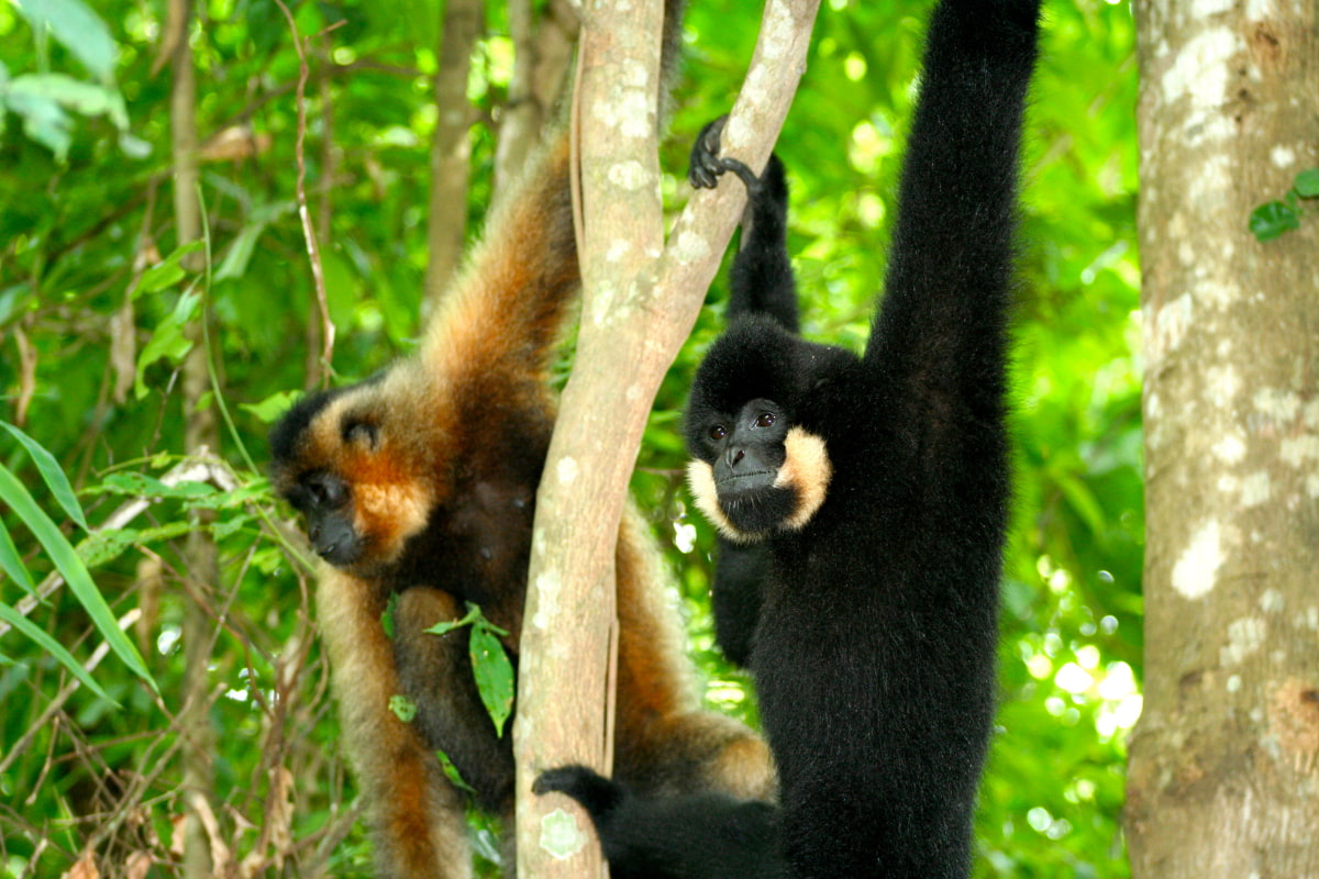 Yelloww cheek gibbon in Cat Tien national park 2