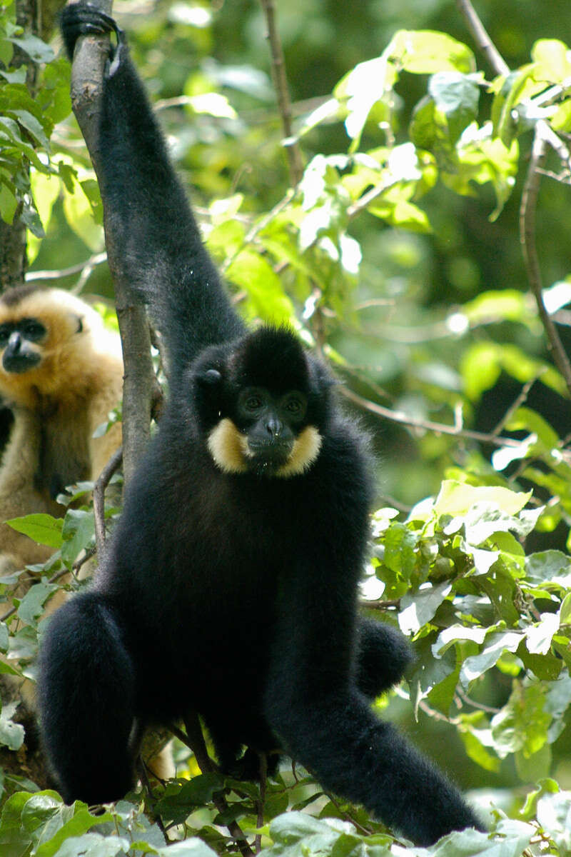 Gibbon in Cat Tien national park