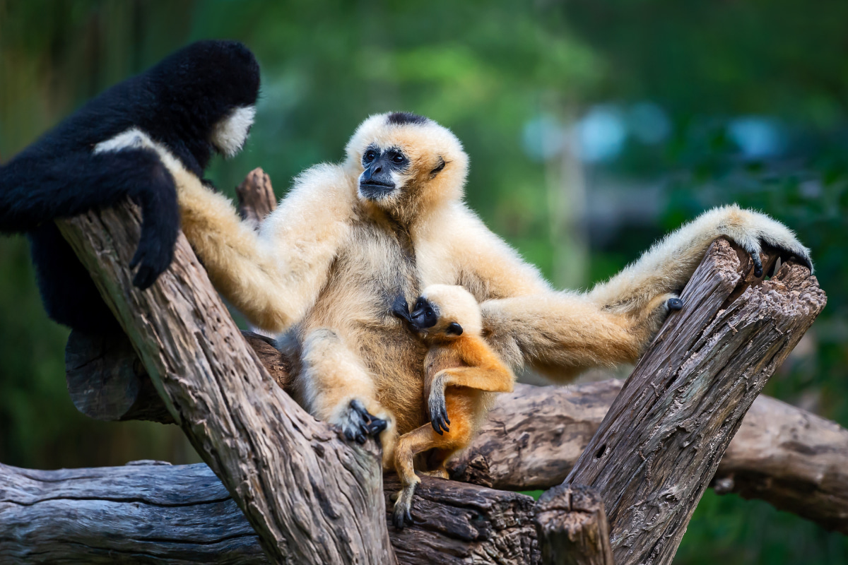Yelloww cheek gibbon in Cat Tien national park