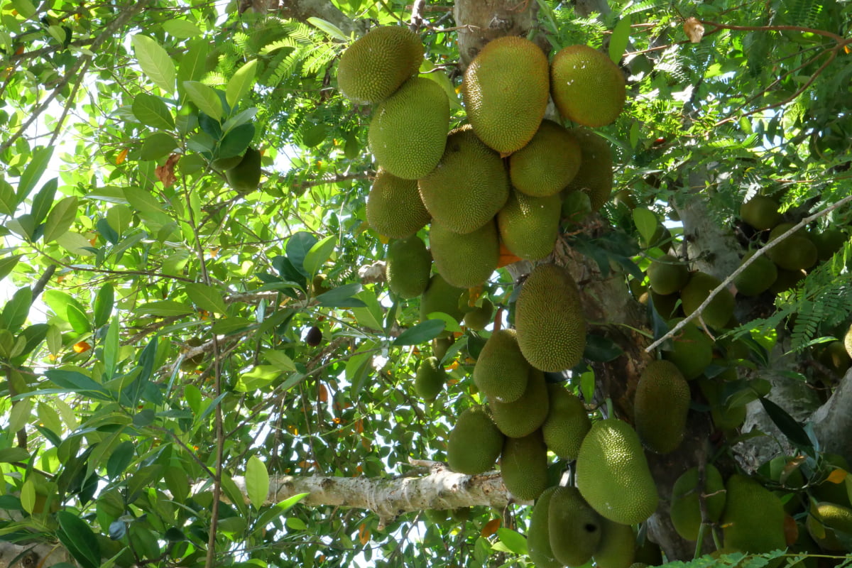 Coconut garden in mekong delta
