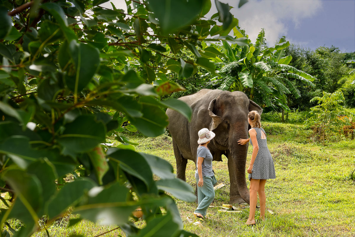 Experience elephant-friendly tourism in their natural habitat in Buon Ma Thuot
