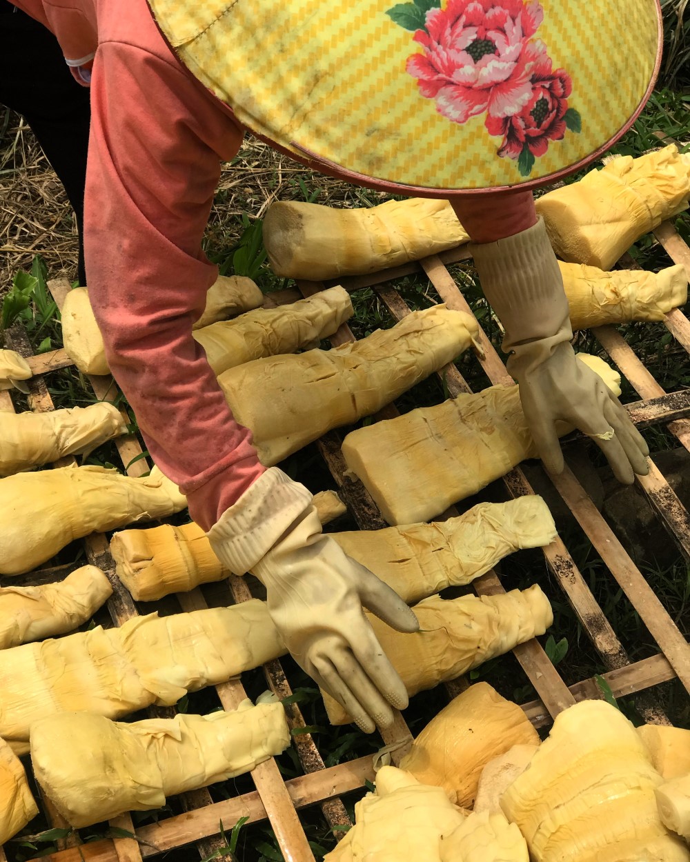 drying bamboo in Lam Thuong drying bamboo in Lam Thuong