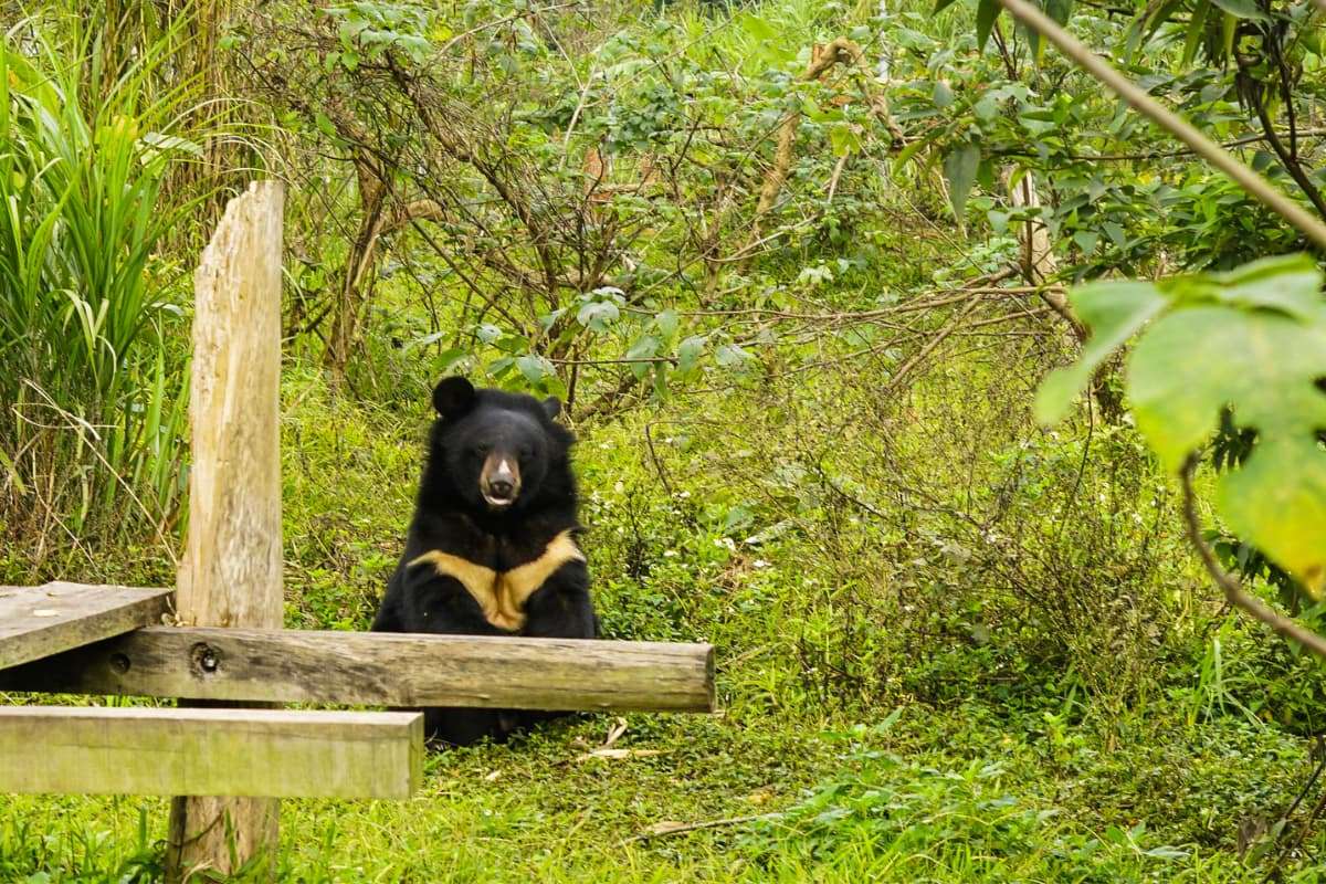 Bear Sanctuary - Ninh Binh (2)