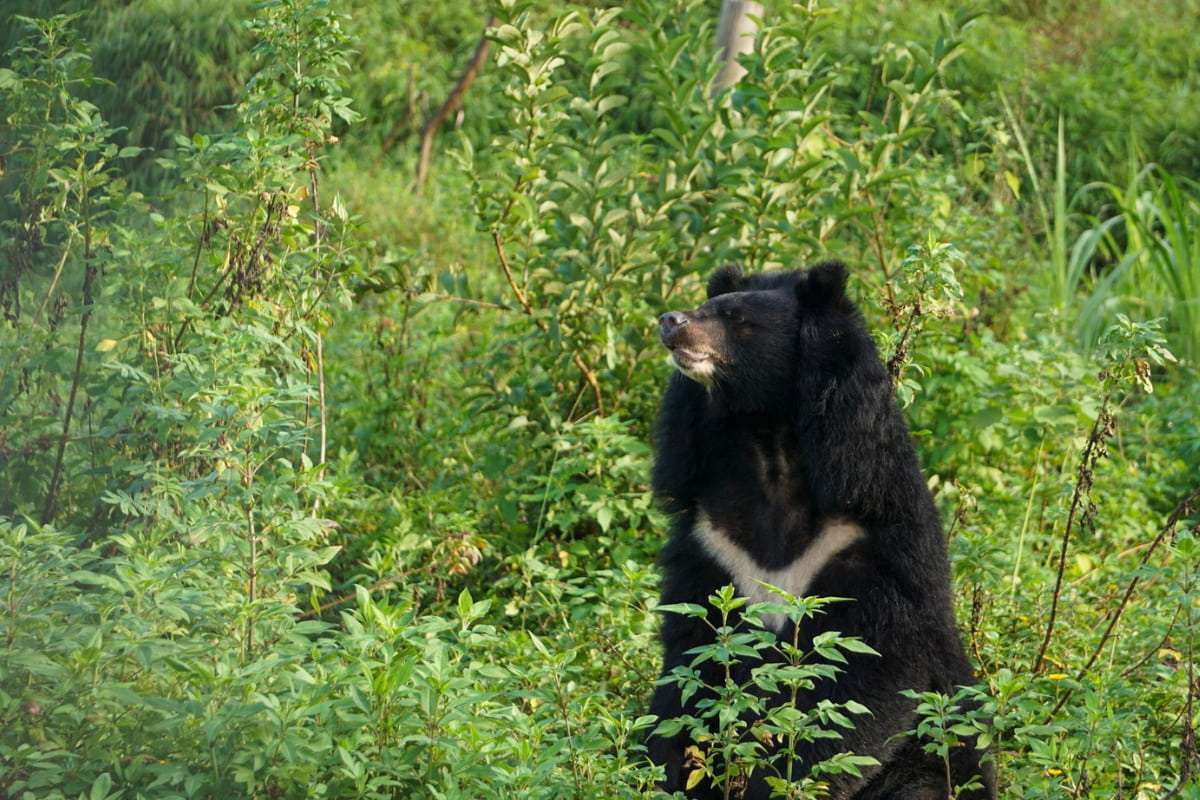 Bear Sanctuary - Ninh Binh (3)