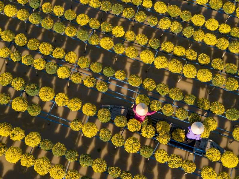 Flower orchid in Southern Vietnam – Sa Dec flower orchid Flower orchid in Southern Vietnam - Sa Dec flower orchid